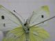 pieris 3.JPG