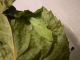Pieris Rapae pupa 1.JPG