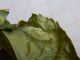 Pieris Rapae pupa 2.JPG