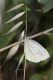 Pieris napi02.jpg