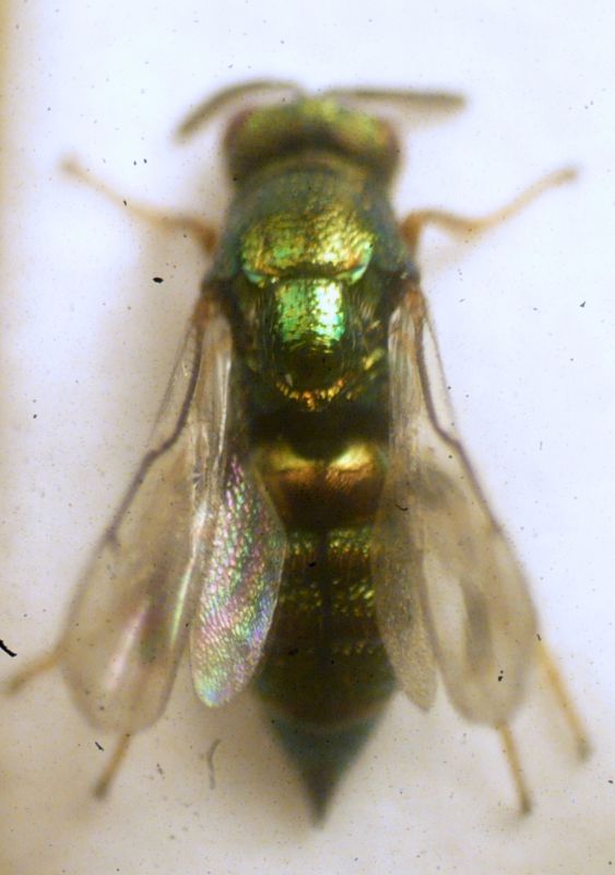 Ormyrus tubulosus Ormyridae.JPG