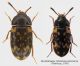 Mycetophag (Ulolendus) us atomarius (Fabricius, 1787).jpg
