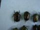 potosia angustata.jpg