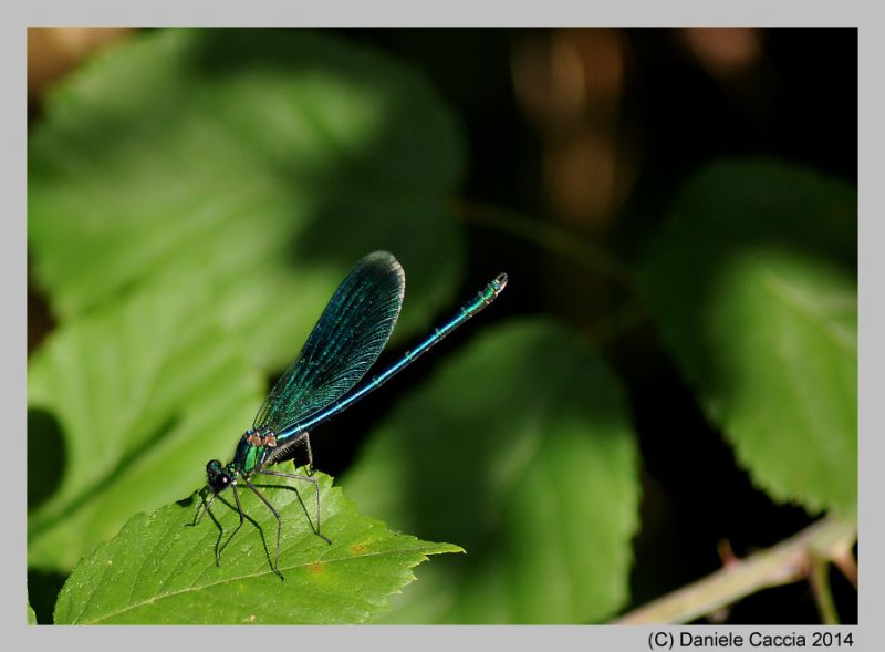 calopteryx 1web.jpg