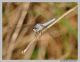 Orthetrum1web.jpg