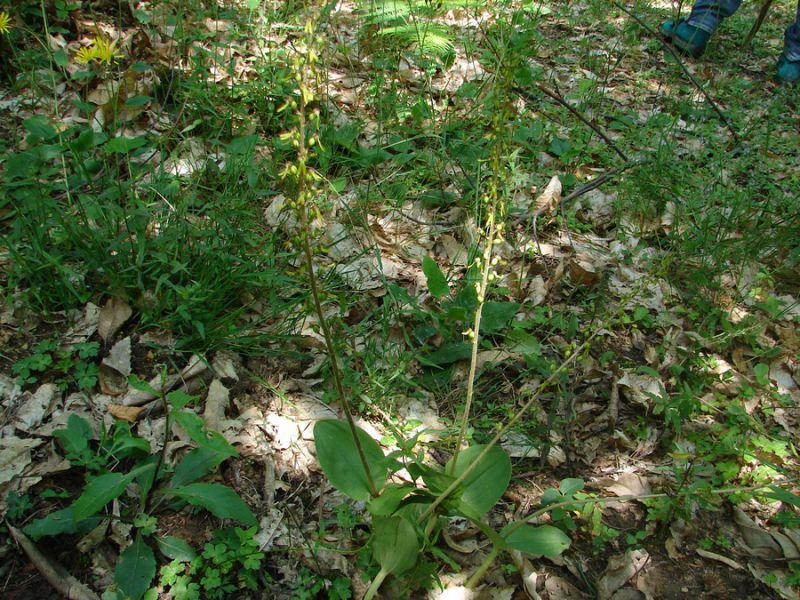 orchis elleborensis.jpg