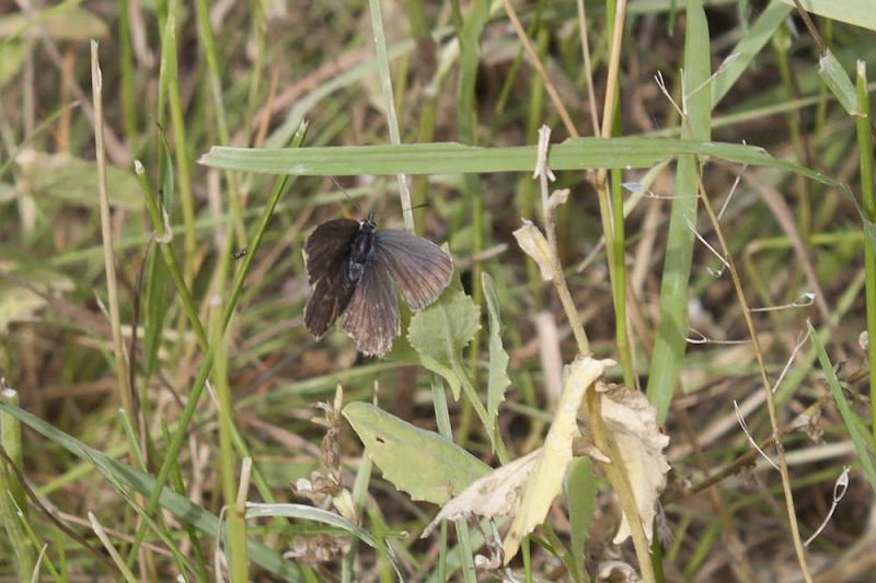 Plebejus 01.jpg