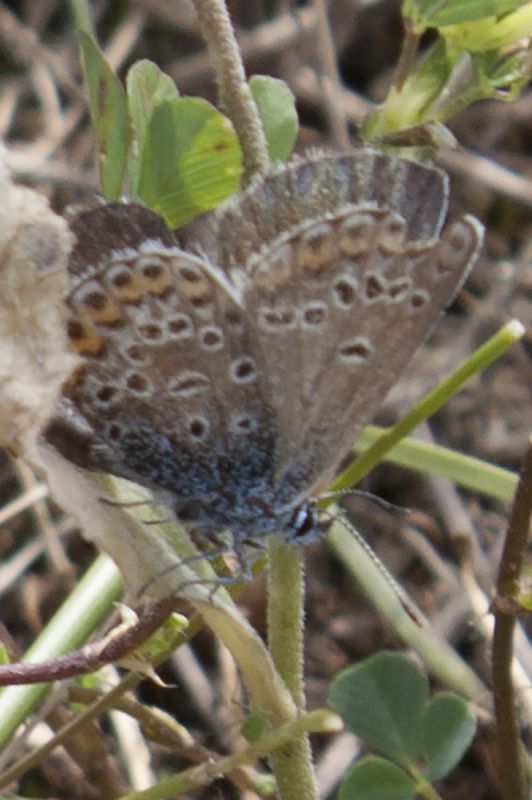 Plebejus 03.jpg