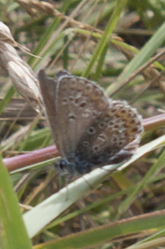 Plebejus 04.jpg