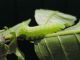 Amphipyra_pyramidea_larva_22_apr_2014.jpg