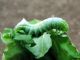 Amphipyra_pyramidea_larva_30_apr_2014.jpg