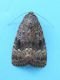 Amphipyra_pyramidea_adulto.jpg