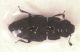 Nitidulidae2.jpg