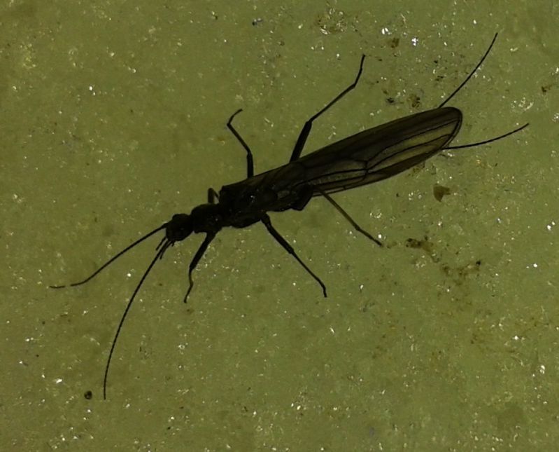 plecoptera.jpg