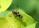 Sepsidae.jpg