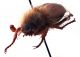 Comb1217_91crc.jpg