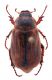Comb1219_40crc.jpg