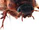 Comb1222_44crc.jpg
