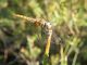 Trithemis annulata 05.jpg
