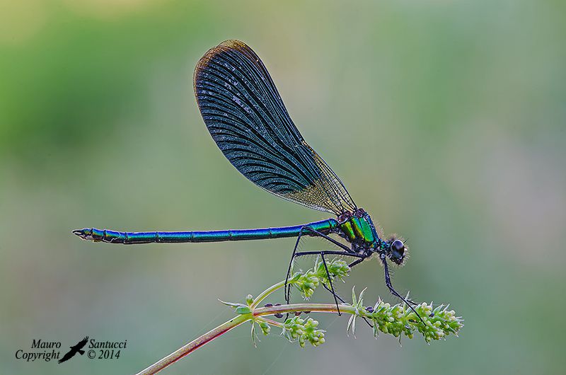 Calopteryx virgo.jpg