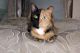 paraenandriomorfismo il gatto Venus foto Repubblica at it.jpg