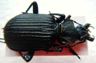 Calosoma 1.jpg