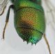 Chrysis 2 spine.jpg