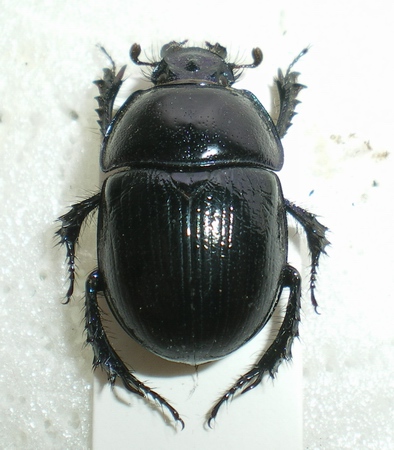 Anoplotrupes stercorosus.JPG