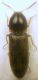 Pheletes quercus (Olivier,1790) - Elateridae .JPG