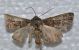 0095-NOT ID-noctuidae - Copia.jpg