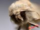 Falena img_3091-3142.jpg