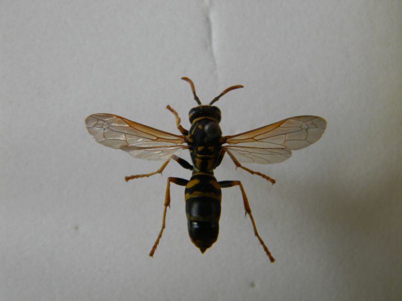 Polistes dominulus.JPG