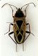 Heterottero n6 Rhyparochromus (Xanthochilus) saturnius (Rossi, 1790).JPG
