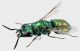 Chrysis ehrenbergi (Dahlbom, 1845)  3_4.jpg