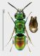 Chrysis ehrenbergi (Dahlbom, 1845).jpg