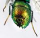 Chrysis ehrenbergi (Dahlbom, 1845) spine.jpg