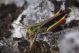 IMGP7172_Ghopper_sm.JPG