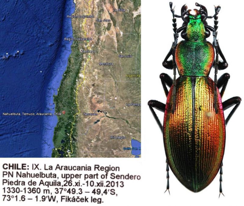 Ceroglossus sp. - Kopie.jpg