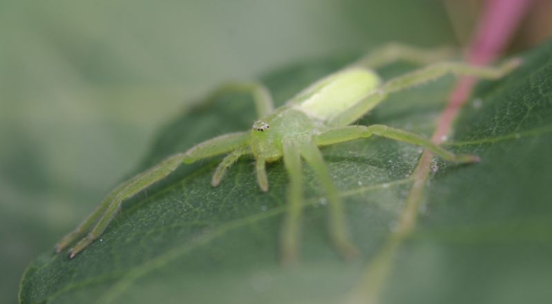 IMGP7192_GreenSpider_sm.JPG