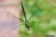 aeshna cyanea30a.jpg