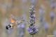 macroglossum stellatarum14.jpg