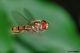 episyrphus balteatus05.jpg