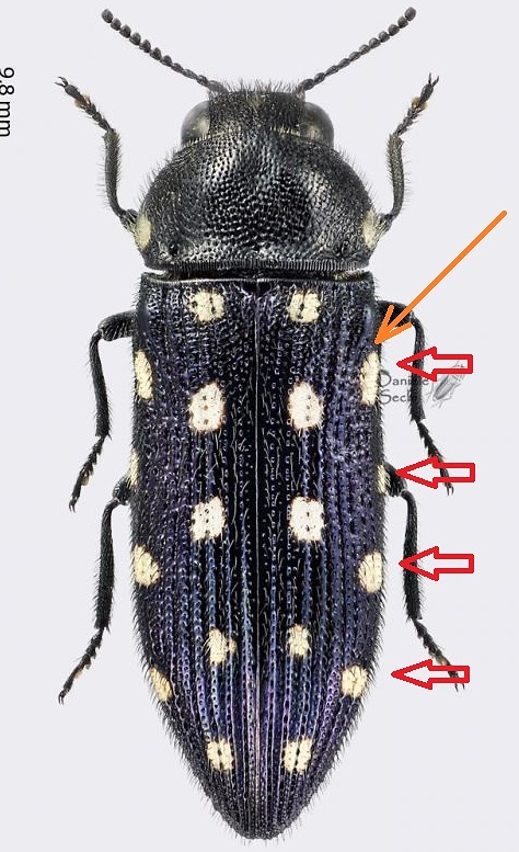 A.octodecimguttata.jpg
