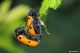 clytra quadripunctata15.jpg