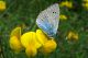 Glaucopsyche-alexis-(Poda,-1761)-(Lycaenidae)-04.jpg