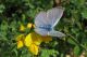 Glaucopsyche-alexis-(Poda,-1761)-(Lycaenidae)-06.jpg