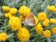 DSCN3729 - Copia.JPG