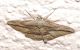 Menophra harterti (male).jpg