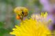 apis mellifera52.jpg