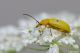 Cteniopus sulphureus04.jpg